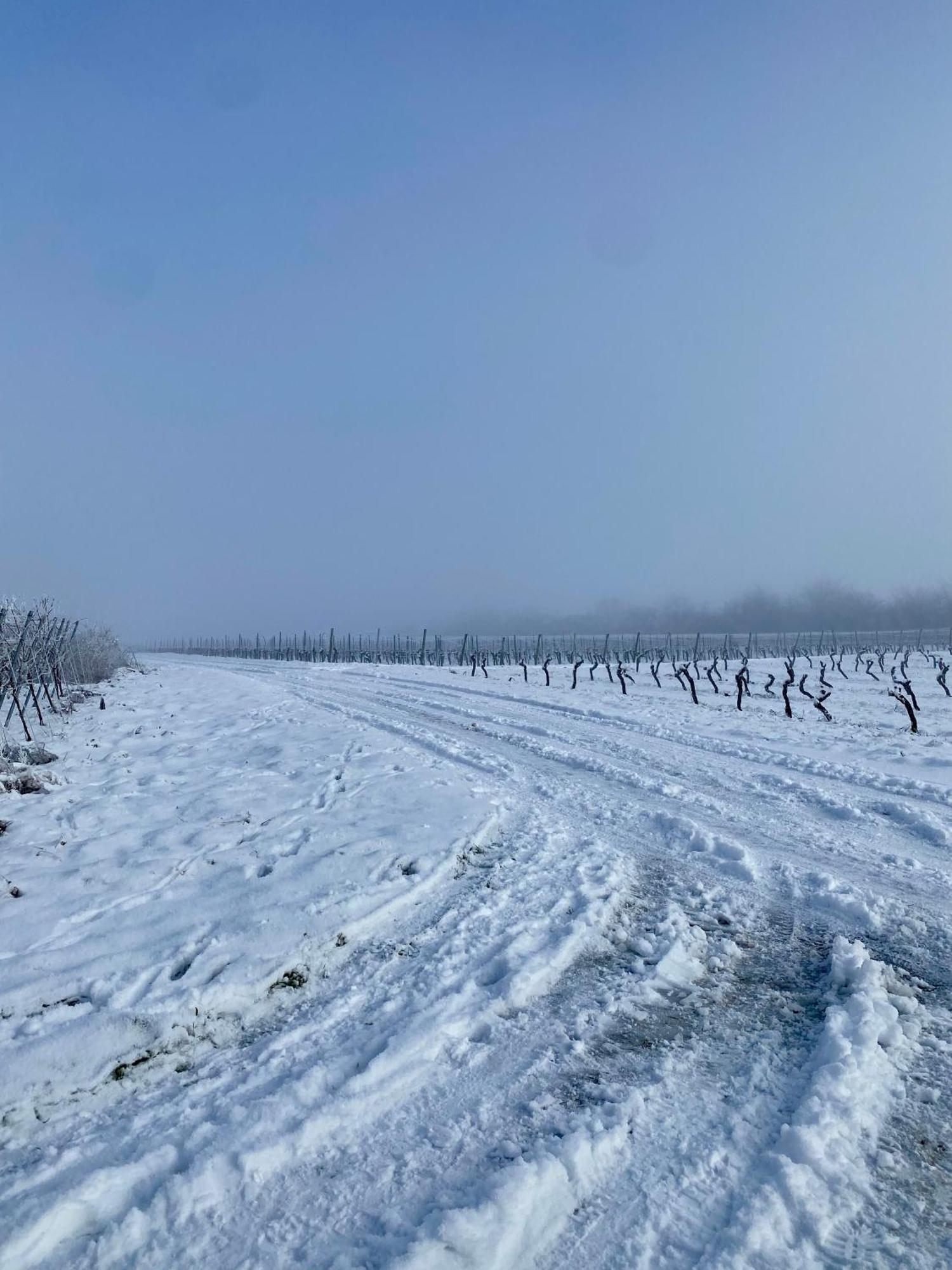 Вілла Haeuschen Am Plenzer Інгельгайм-ам-Райн Екстер'єр фото